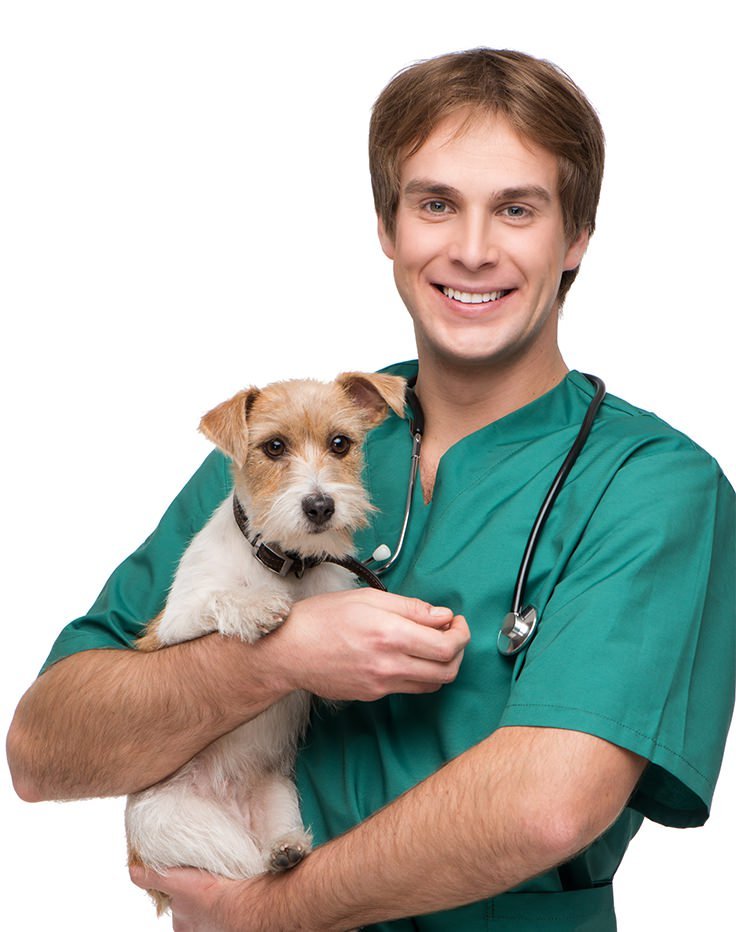 veterinaria veterinario curitiba