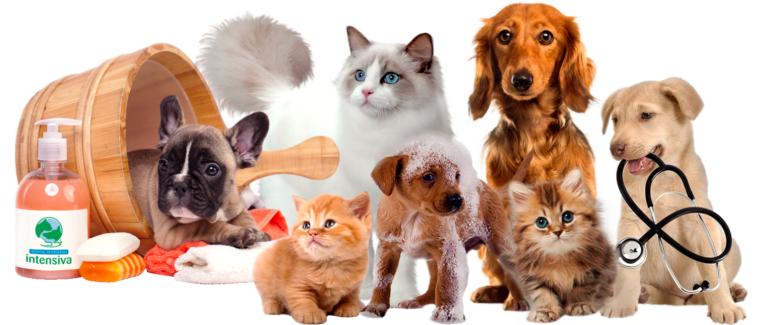 veterinaria veterinario curitiba, banho, tosa, veterinaria, veterinario, veterinária, veterinário, cão, cachorro, gato, pet, pronto, socorro, 24, horas